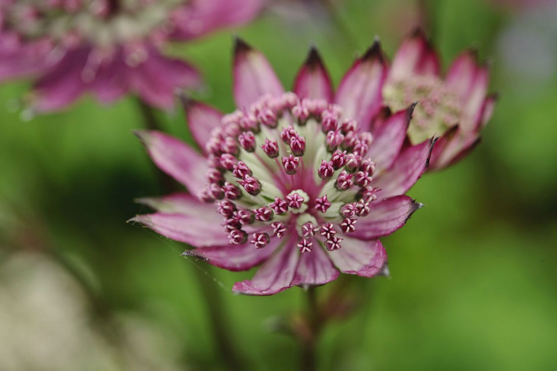 Maroon Astrantia flower seeds