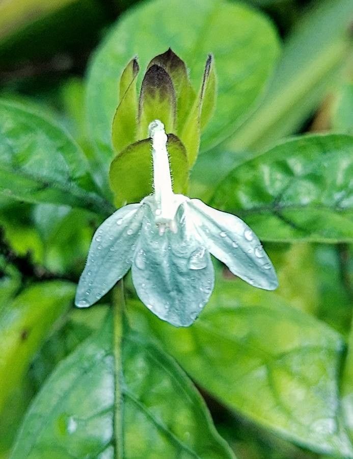Ecbolium Viride flower seeds