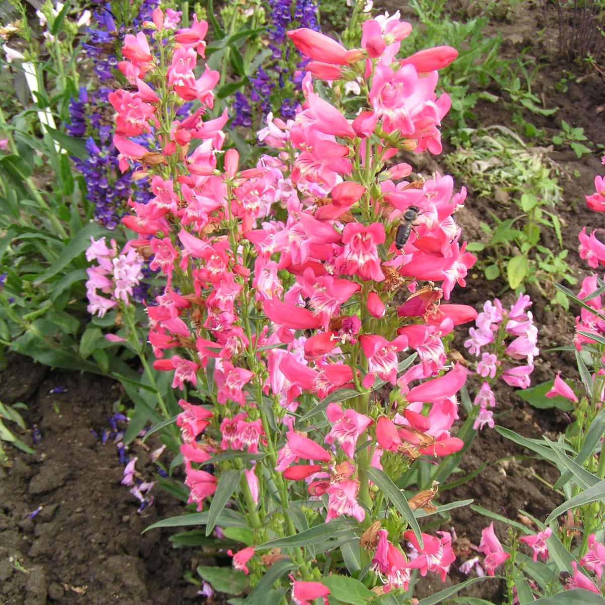Barbatus Rondo Penstemon plant