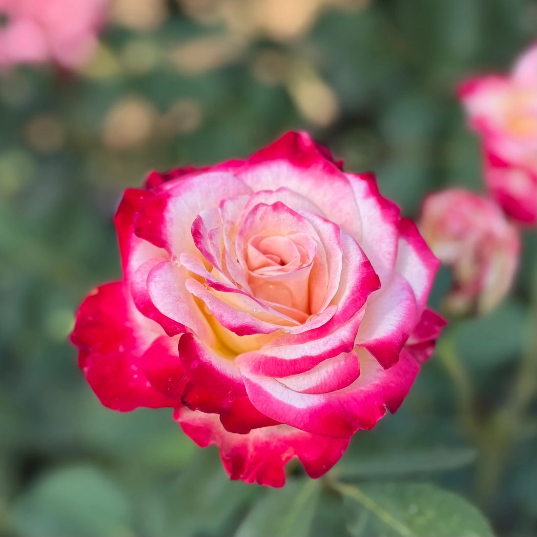 Rose flower seeds