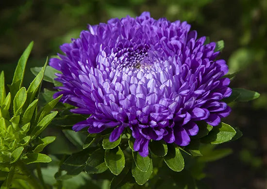 Blue And flower seeds