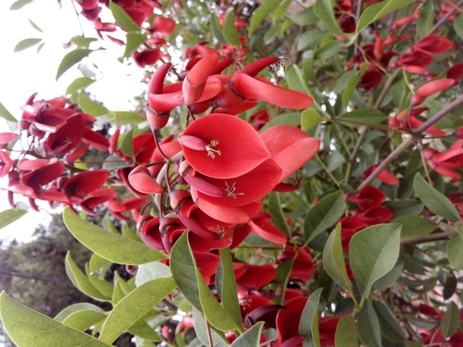 Erythrina Crista flower seeds