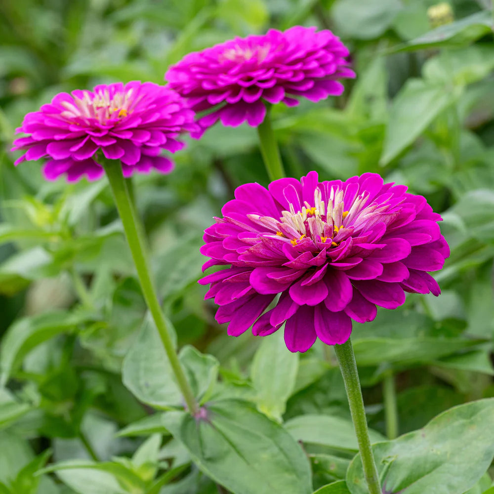 Zinnia flower seeds