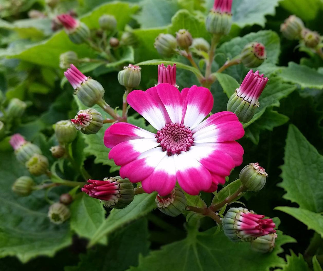 Pink White flower seeds