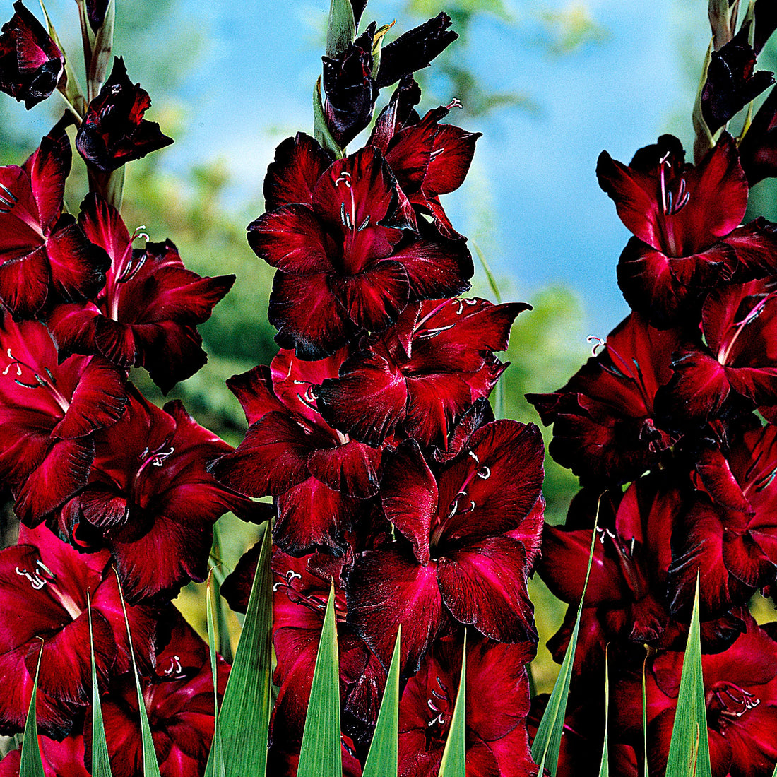 Deep Red flower seeds