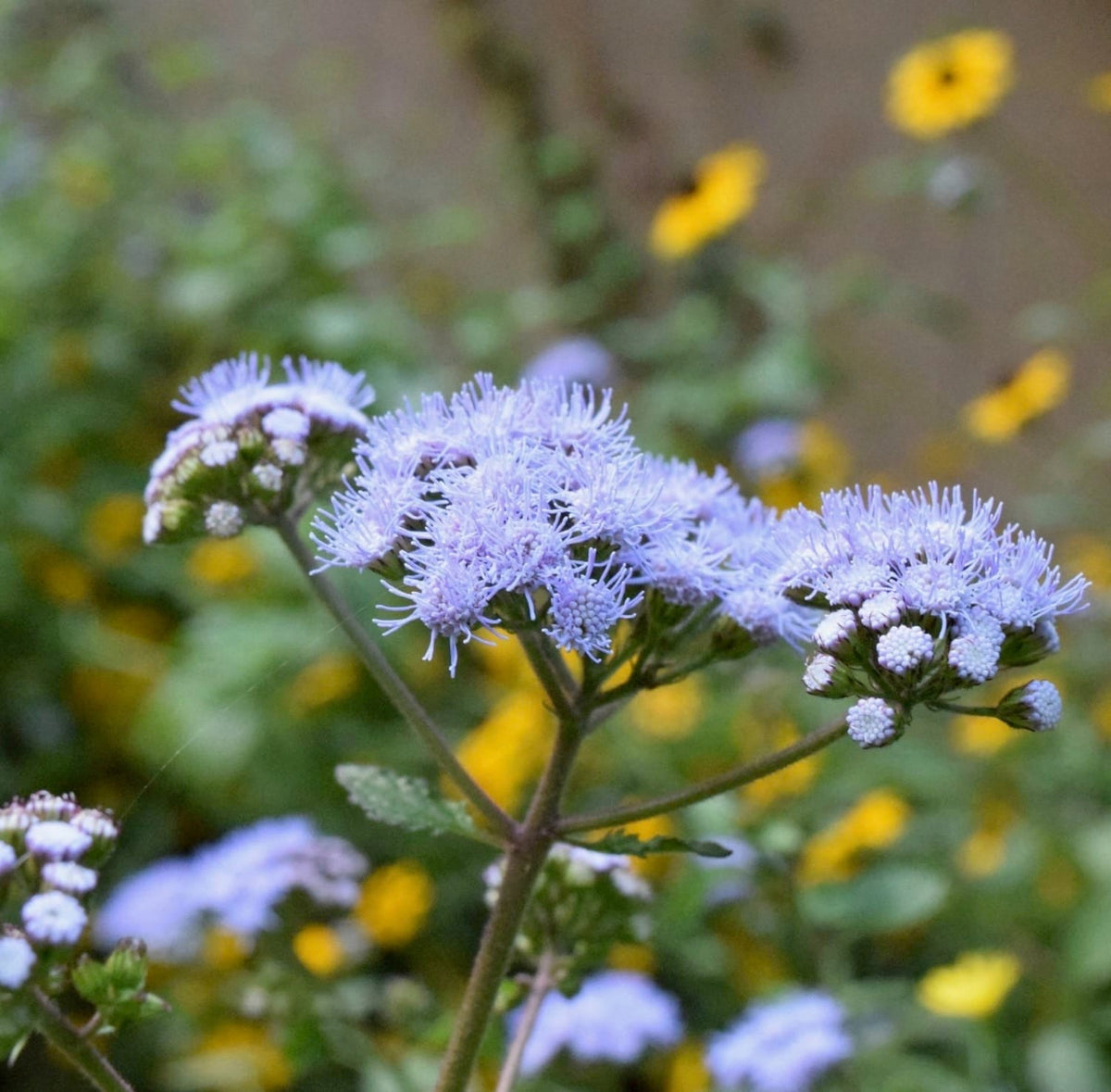Blue Mistflower plant