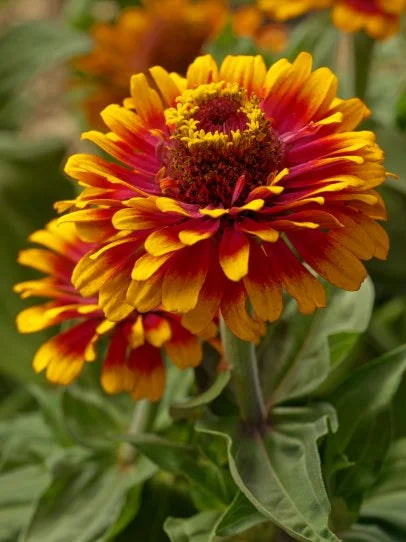 Orange Red flower seeds