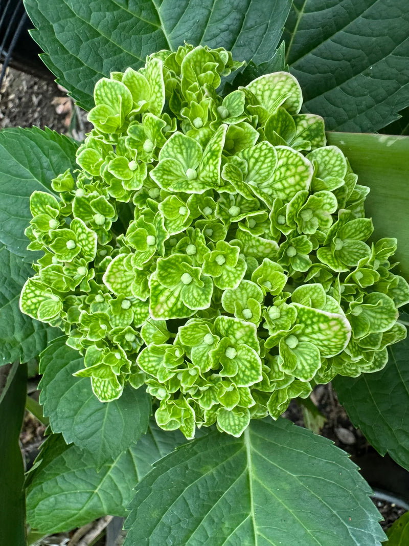 Light Green Hydrangea Flower Seeds for Planting – Heirloom Non-GMO Garden Seeds