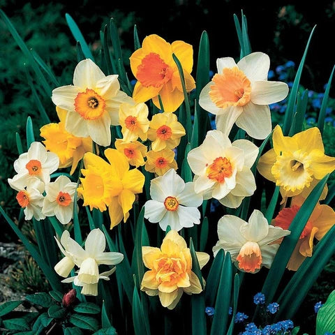 Rainbow Daffodil flower seeds