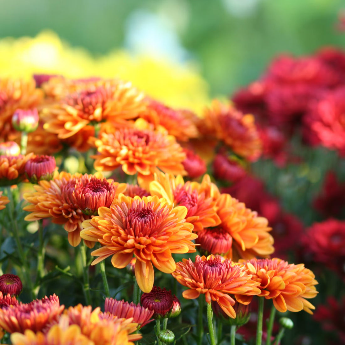 Autumn flower seeds