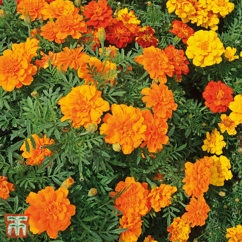 Durango Tangerine Marigold plant