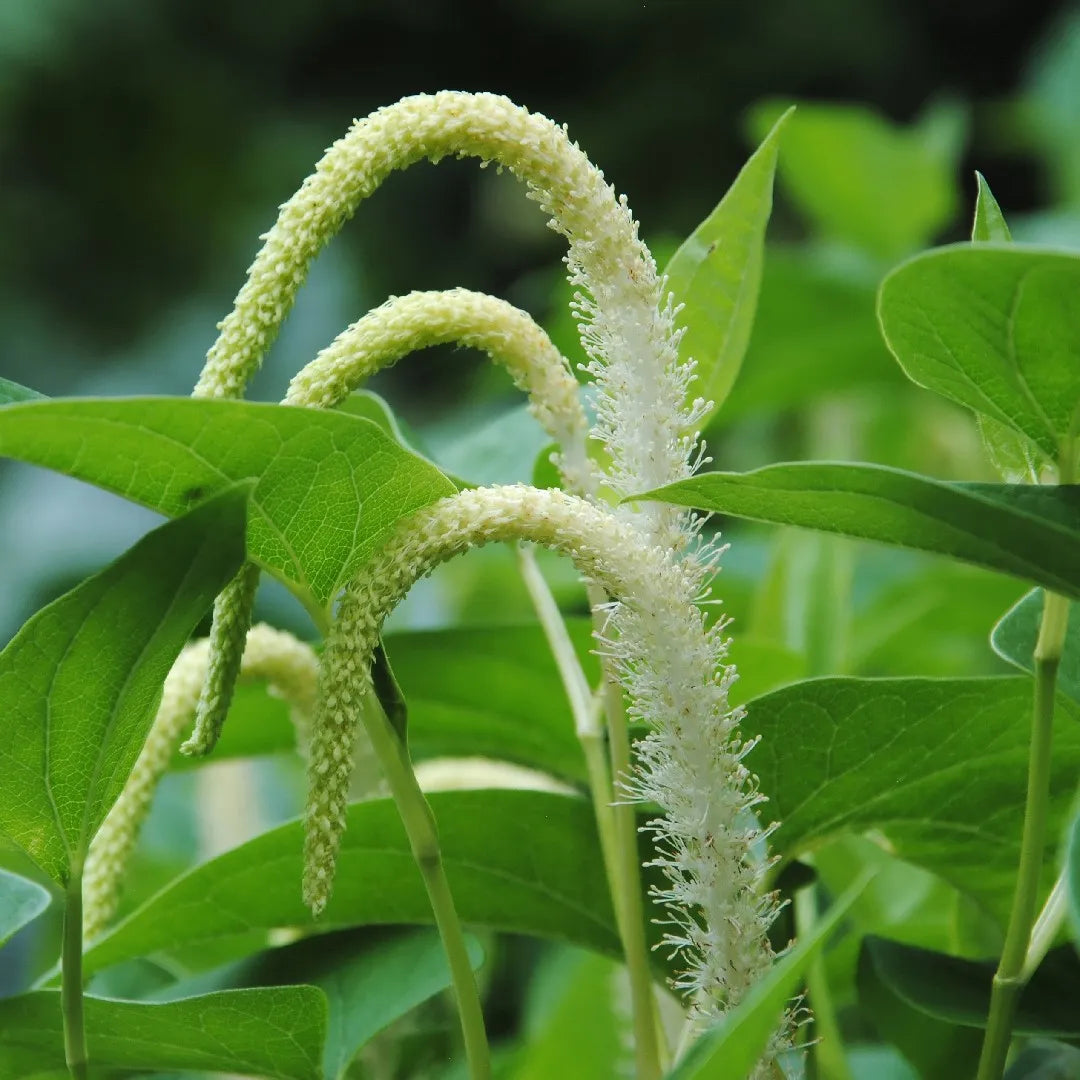 Lizard S flower seeds