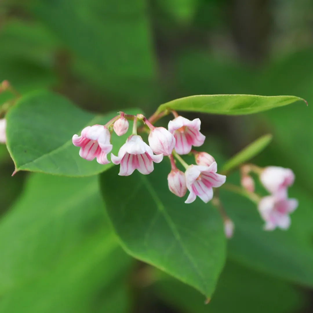 Dogbane flower seeds