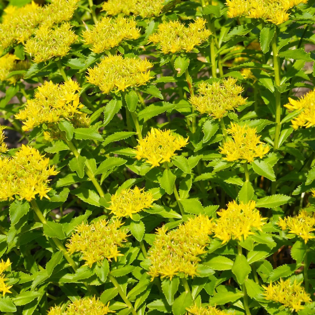 Yellow Aizoon flower seeds