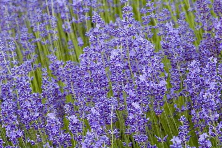Lavender Fargo flower seeds