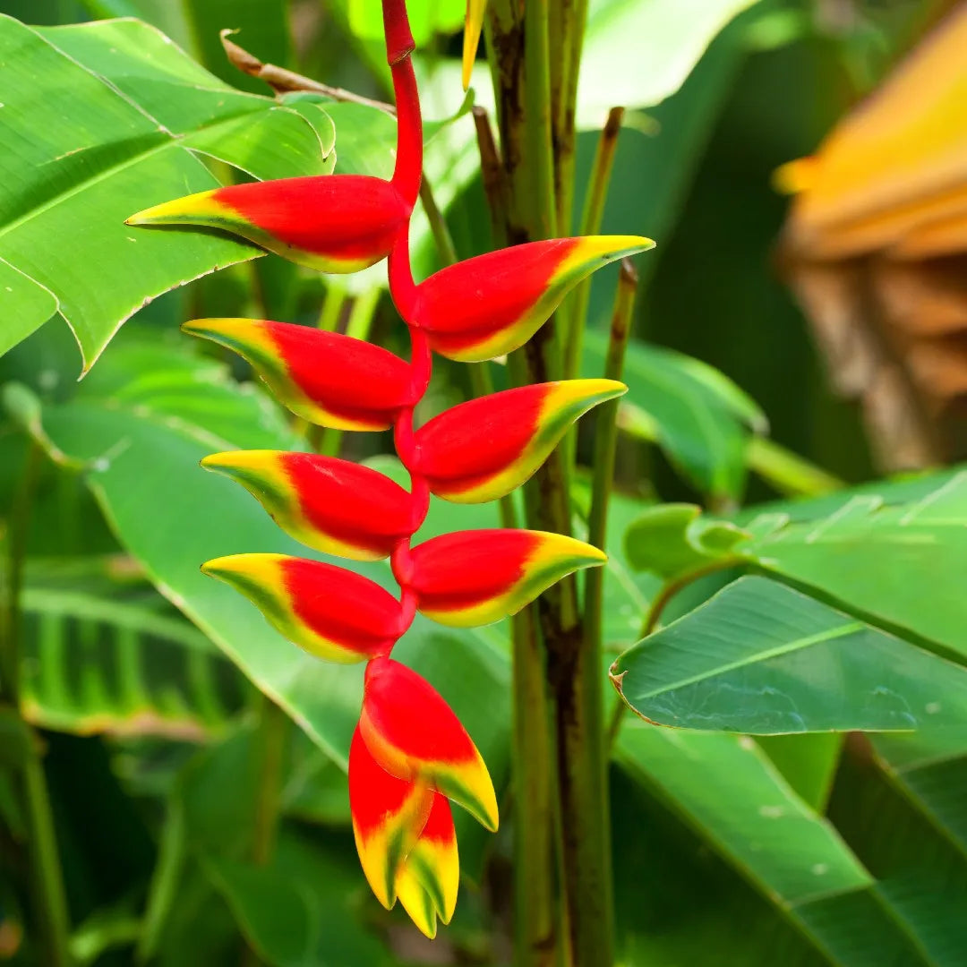 False Bird flower seeds