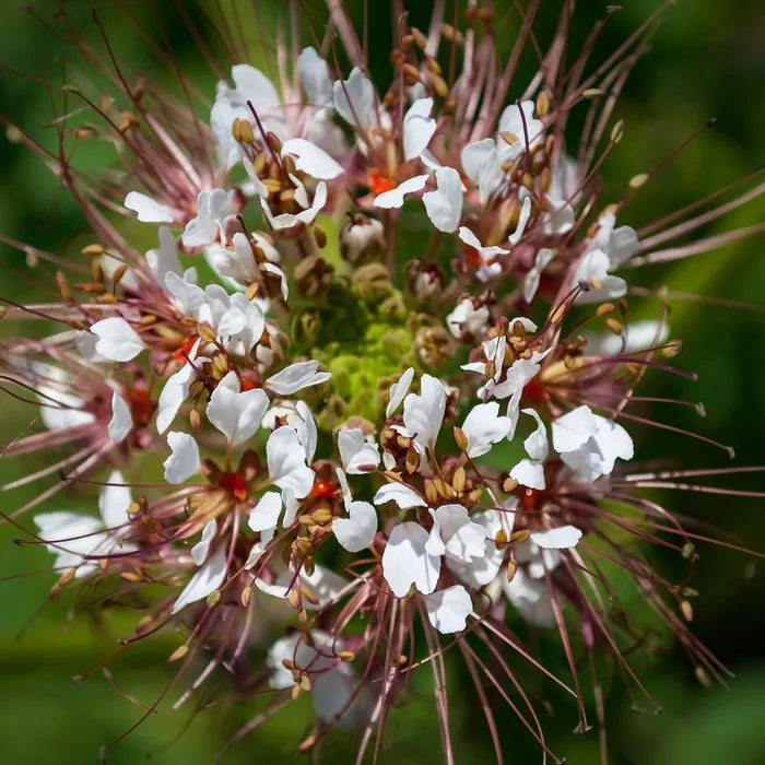 Polanisia Dodecandra flower seeds