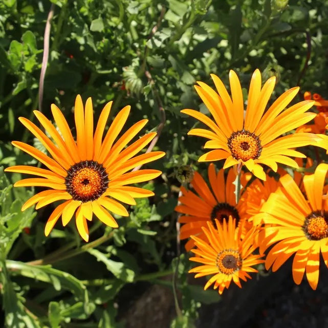 Cape Marigold flower seeds