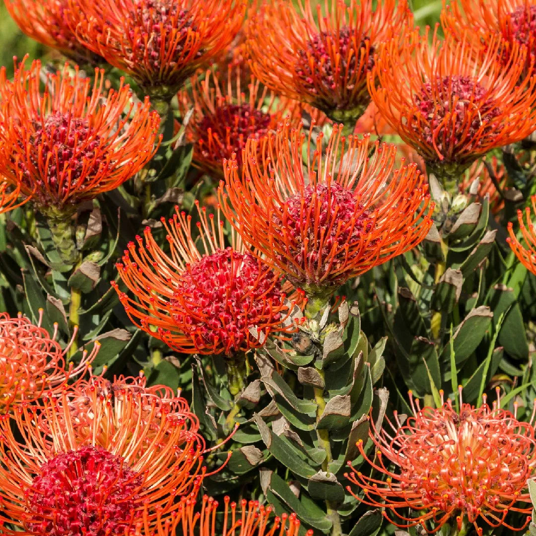 Leucospermum Cordifolium flower seeds