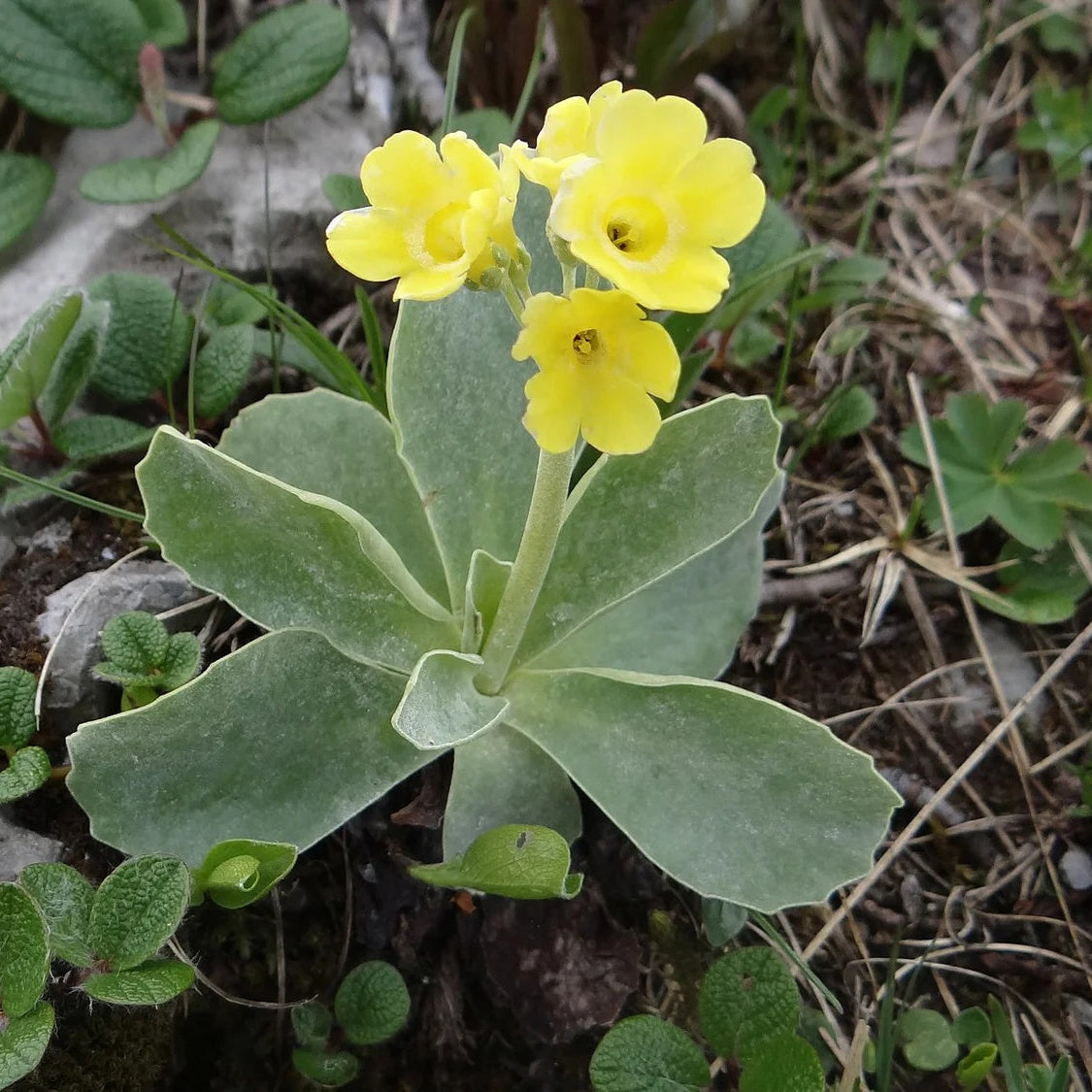 Auricula Primula plant