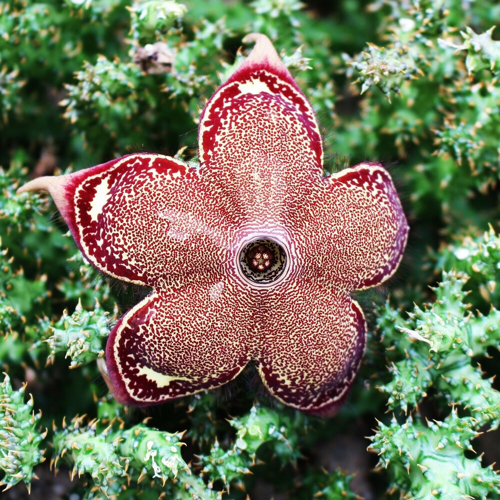 Graines de fleur d'Edithcolea – Plante succulente rare, fleur tapis persan pour la plantation