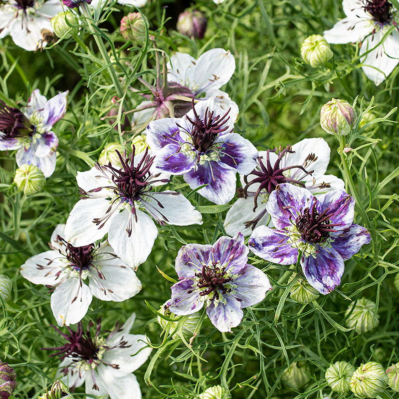 Delft Blue flower seeds