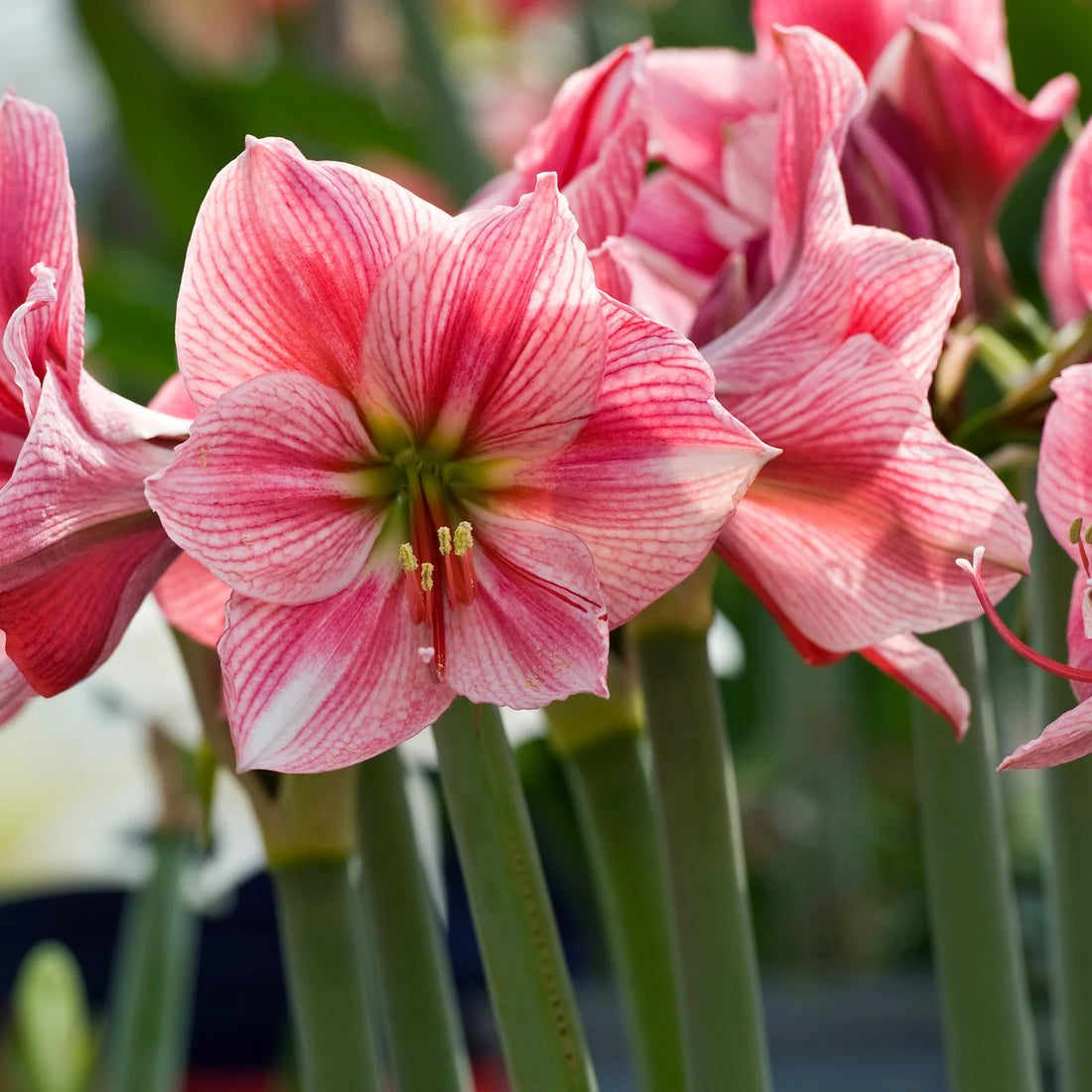 Amaryllis flower seeds