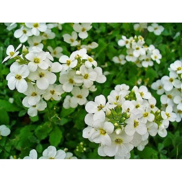 White Aubrieta flower seeds