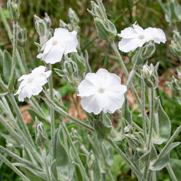 Coronaria Alba Lychnis plant