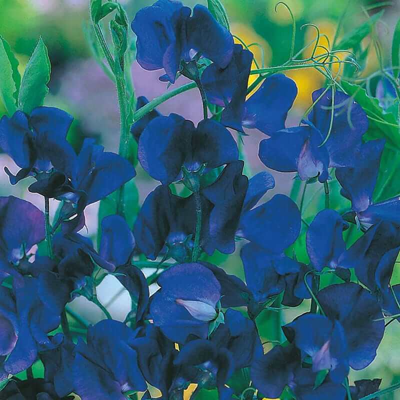Blue Sweet Pea plant