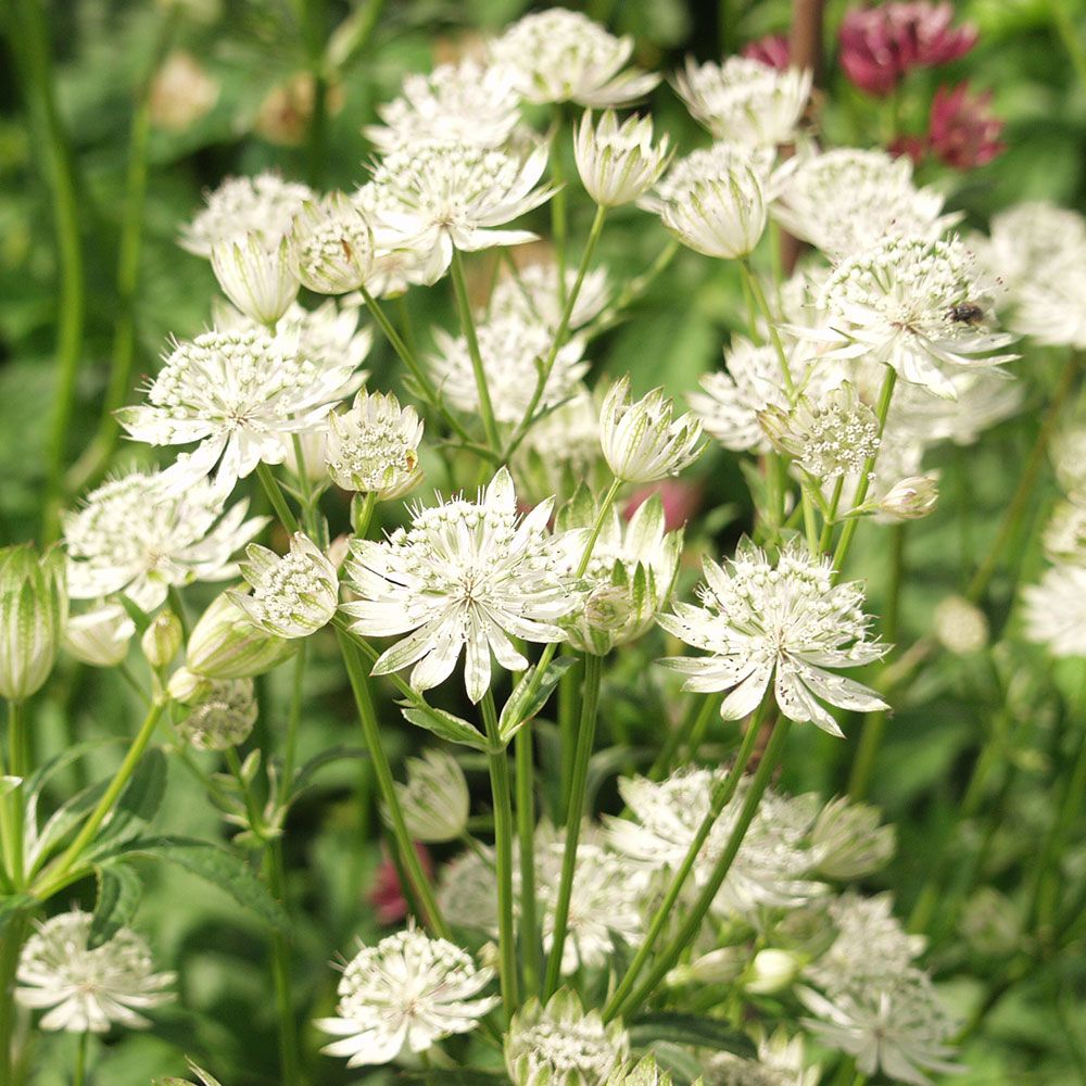 Green White flower seeds