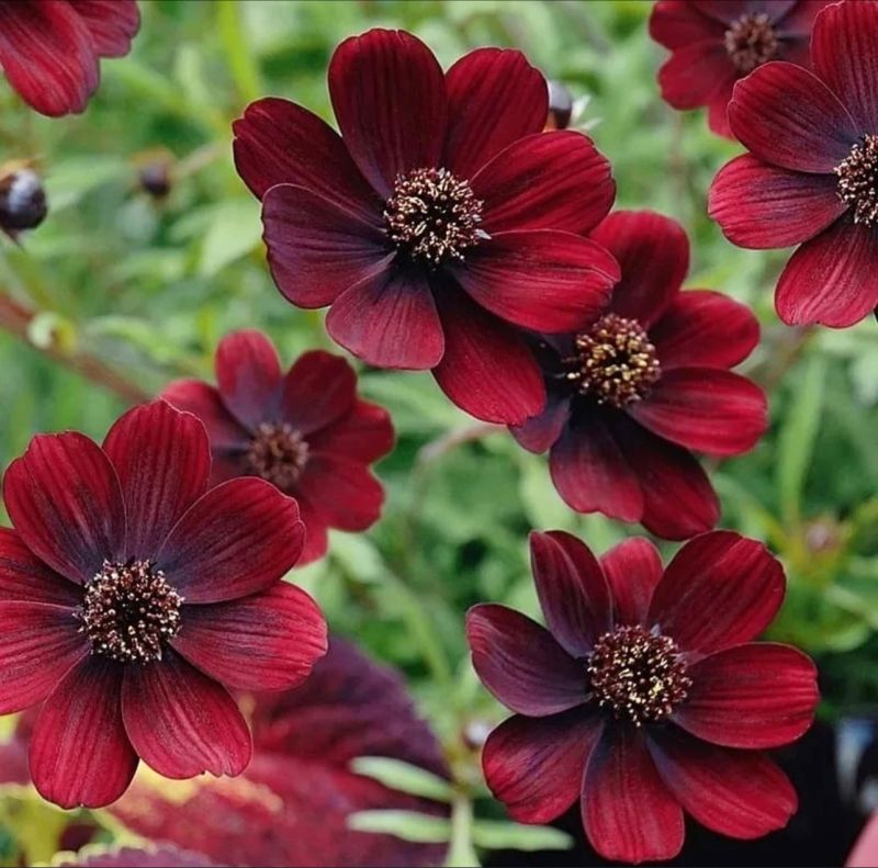 Chocolate Perennial flower seeds