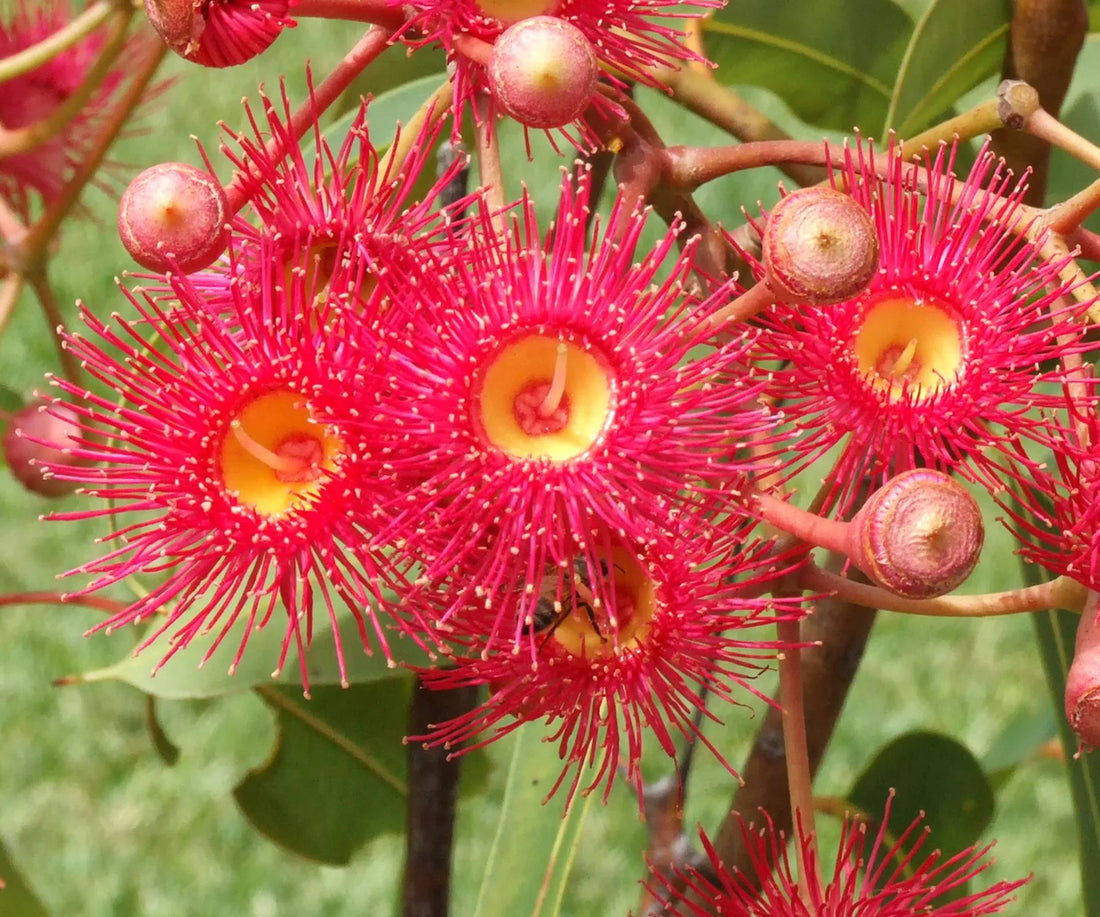 Eucalyptus flower seeds