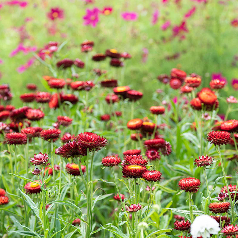 Red Strawflower Seeds for Planting – Heirloom Non-GMO Garden Seeds