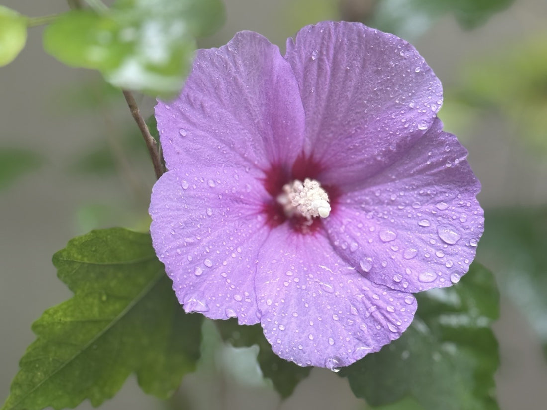 Violet Hibiscus flower seeds