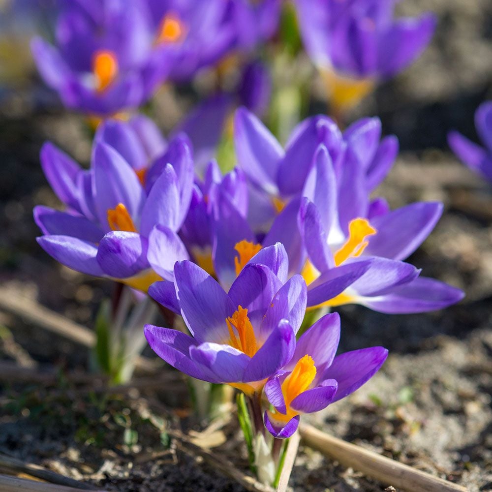 Blue Yellow flower seeds