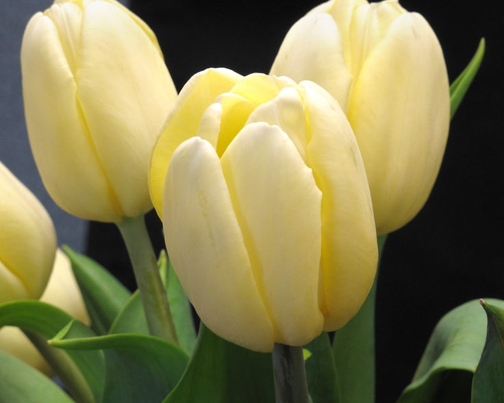 Light Yellow flower seeds