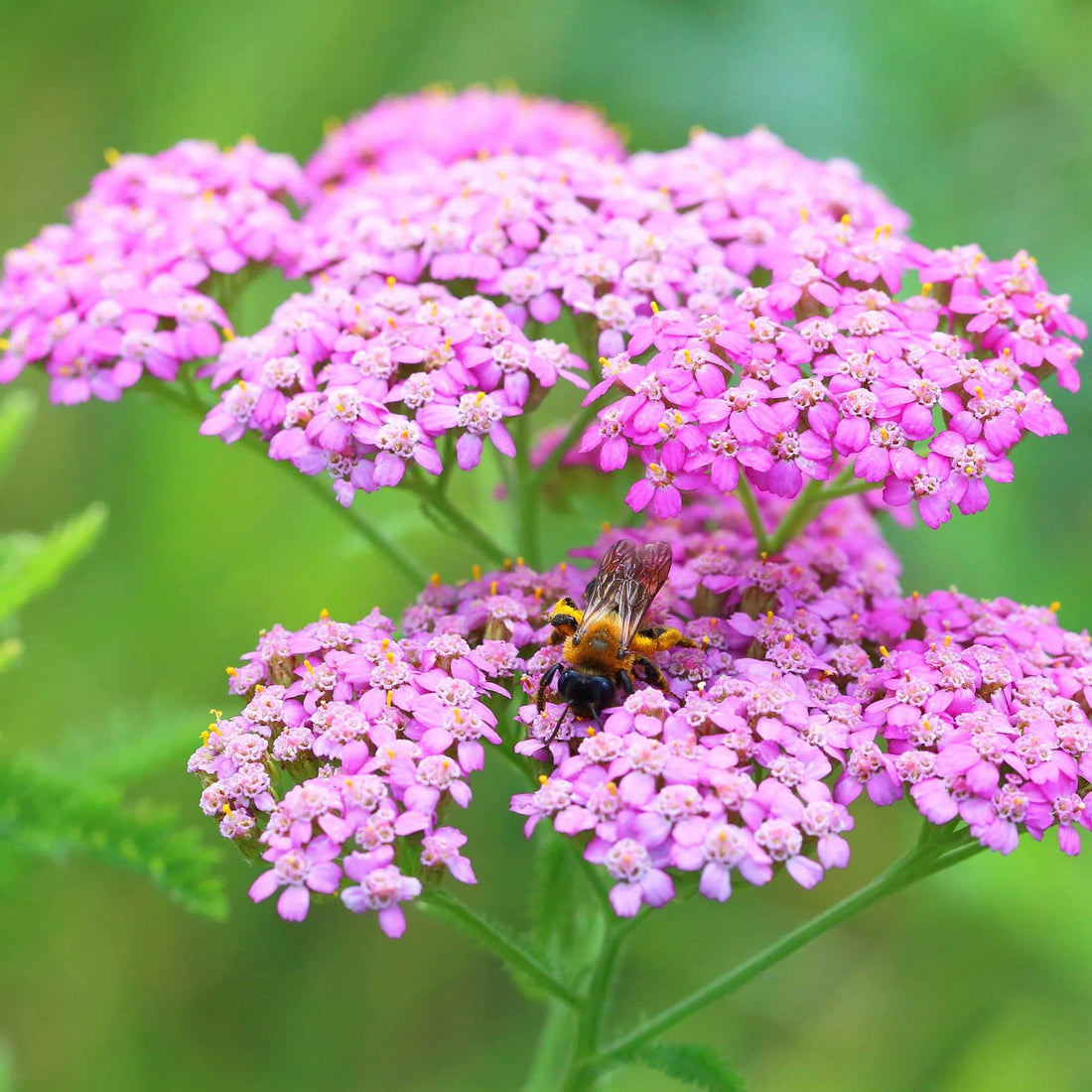 Yarrow Achillea flower seeds