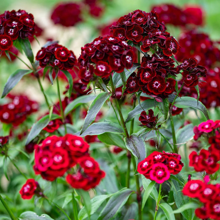 Maroon William flower seeds