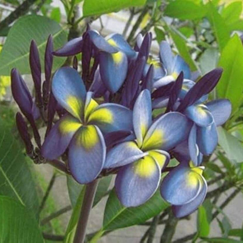 Yellow Plumeria Frangipani plant