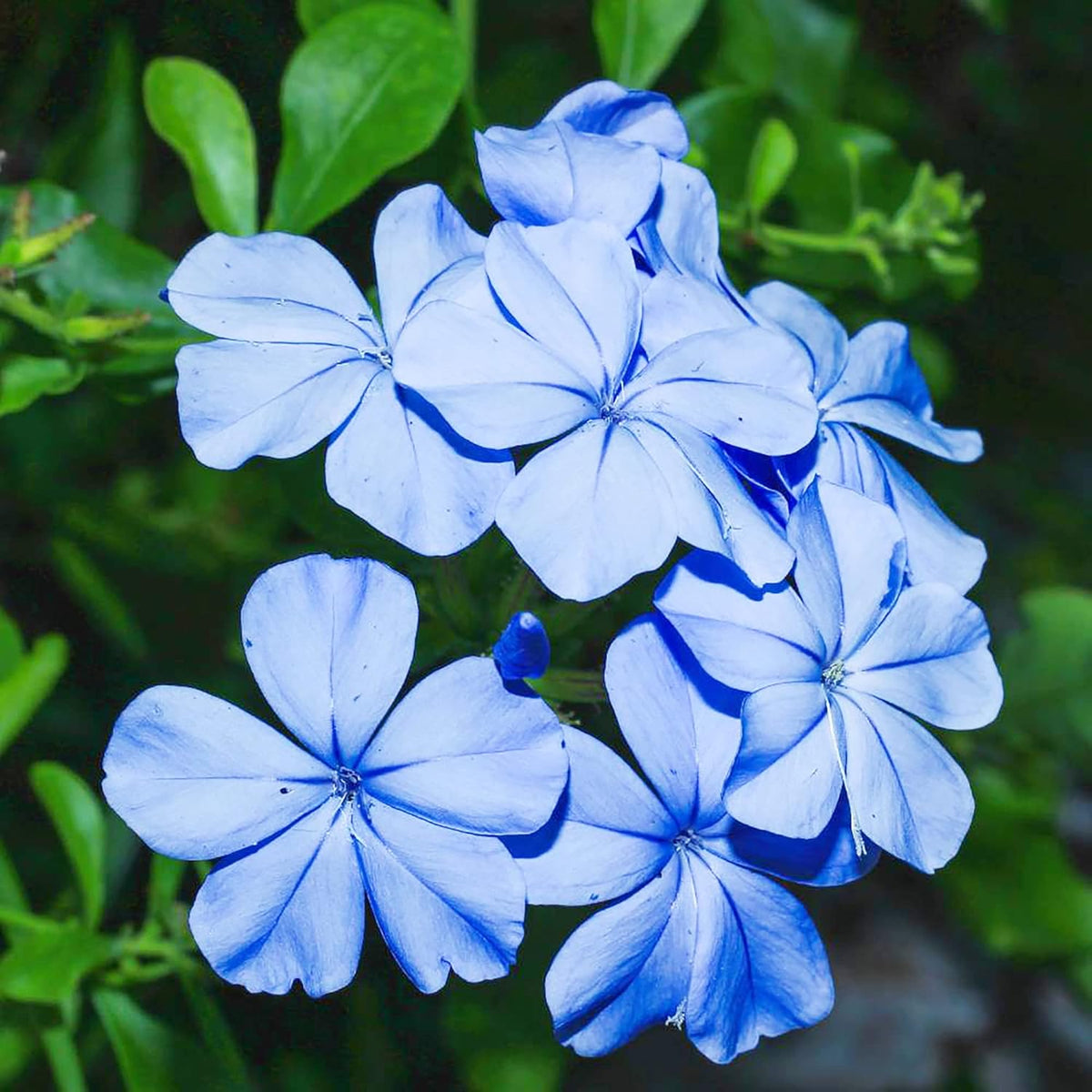 Blue Plumbago plant