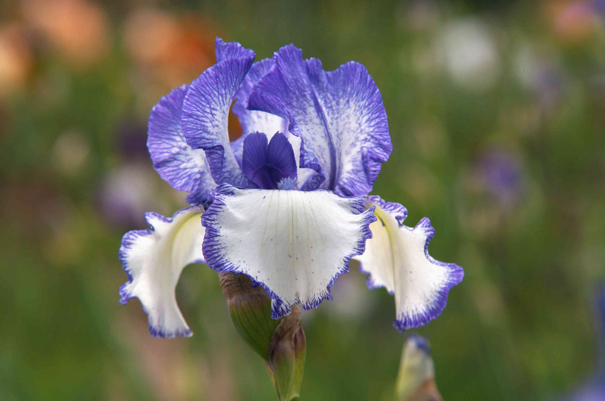 Bearded Iris plant
