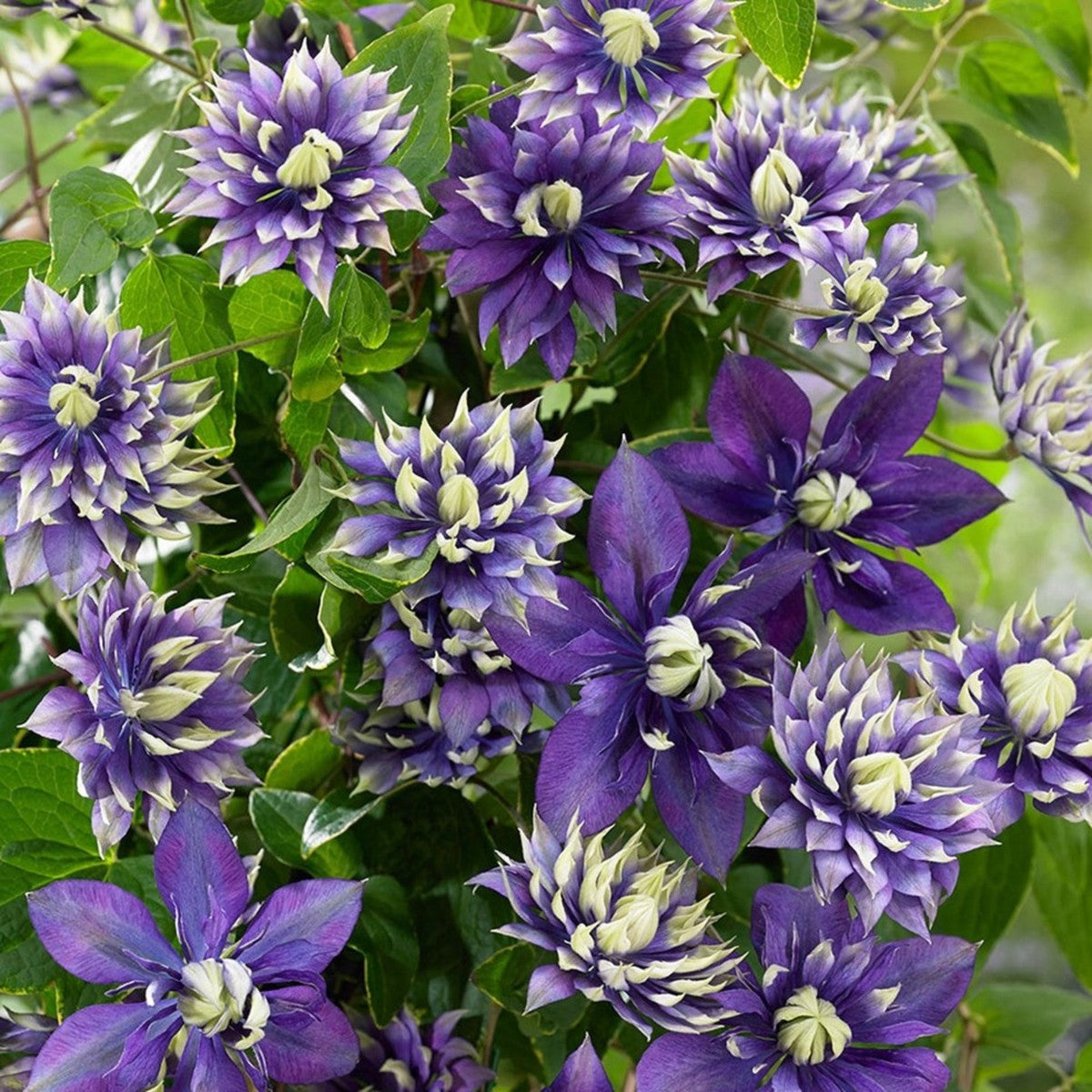 Dark Purple Clematis plant