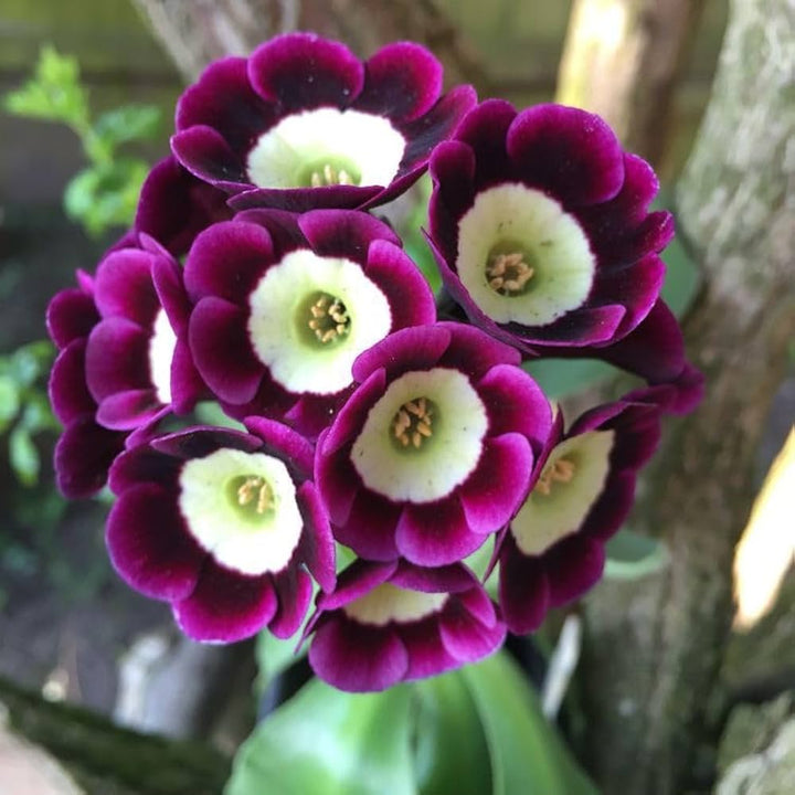 Dark Purple flower seeds