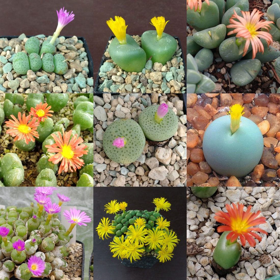 Conophytum Hammeri flower seeds
