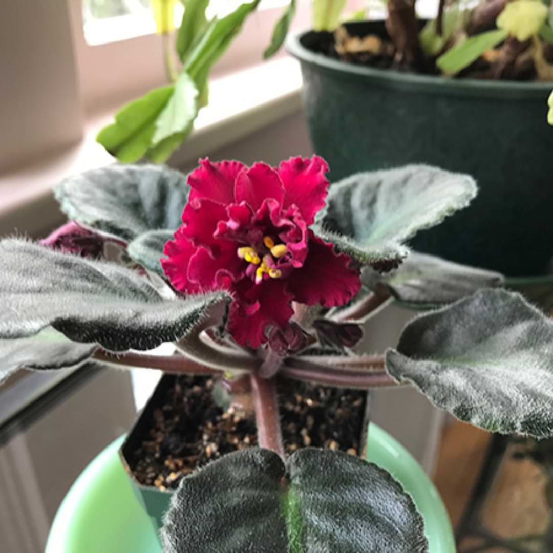 Red Saintpaulia flower seeds