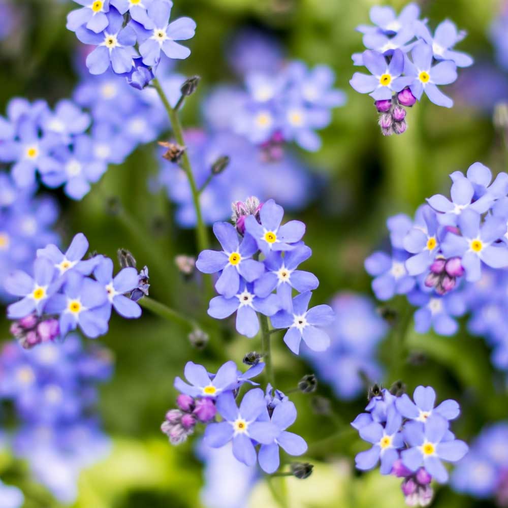 Lavender Myosotis flower seeds