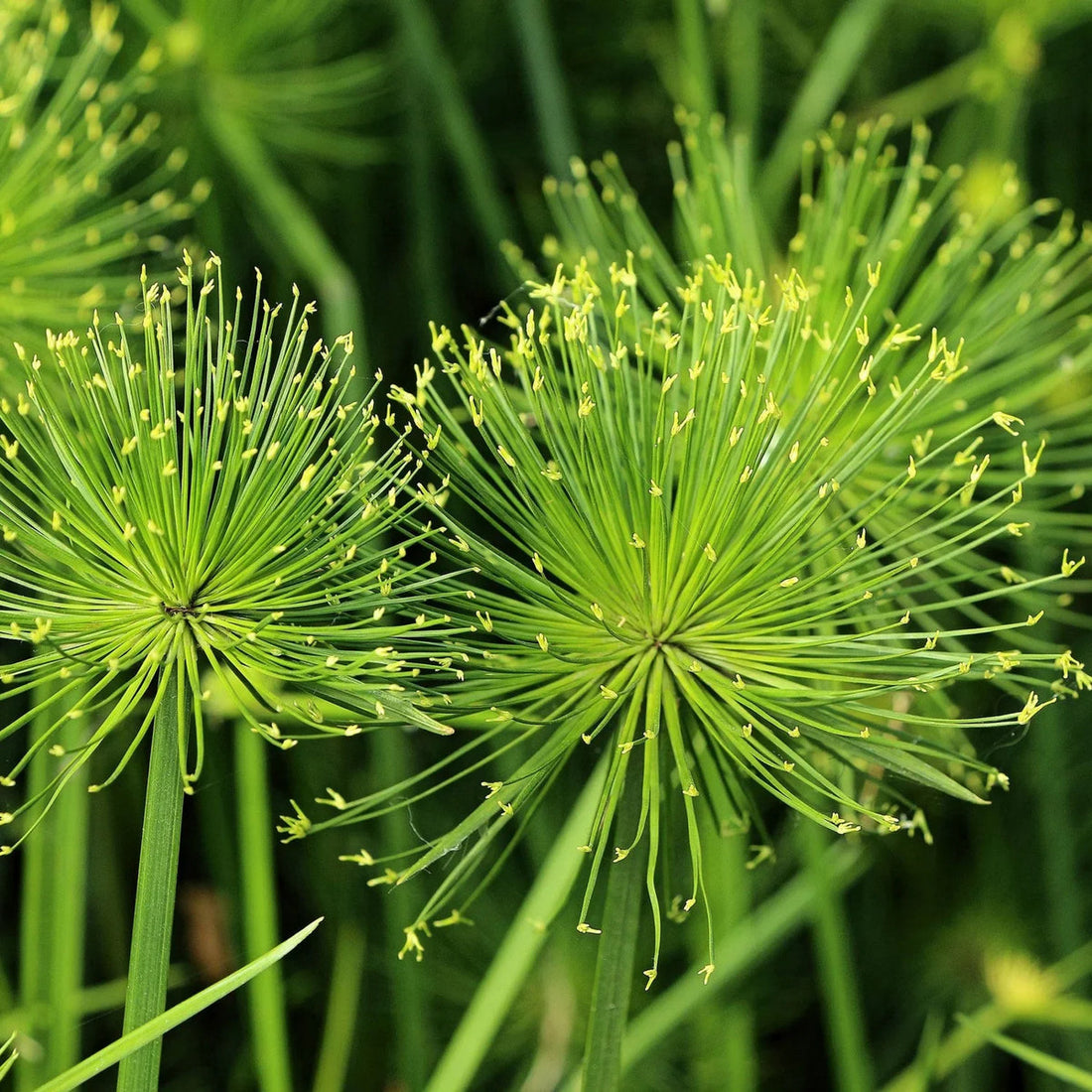 Green Cyperus flower seeds
