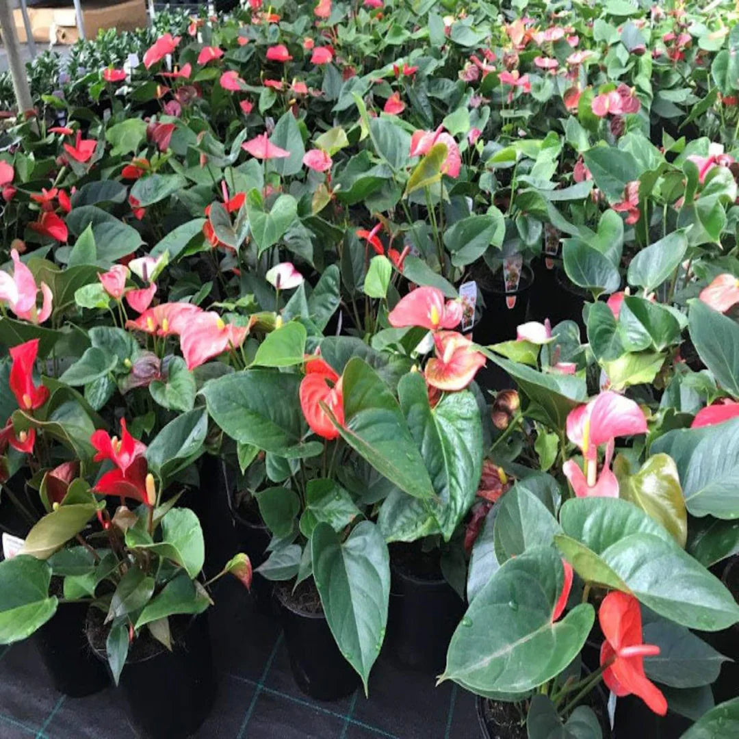 Multi-Color Anthurium flower seeds