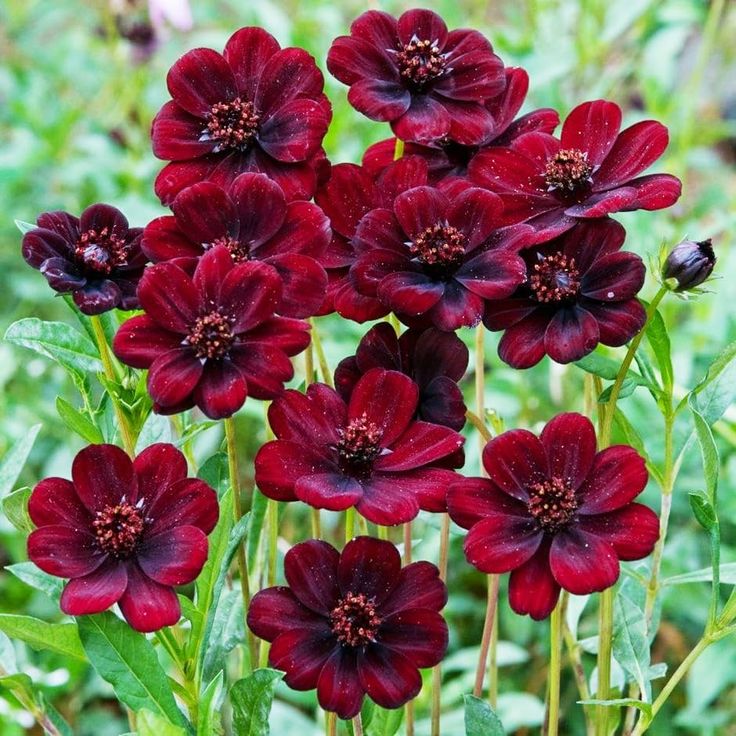 Maroon Atrosanguineus flower seeds